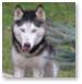 Husky